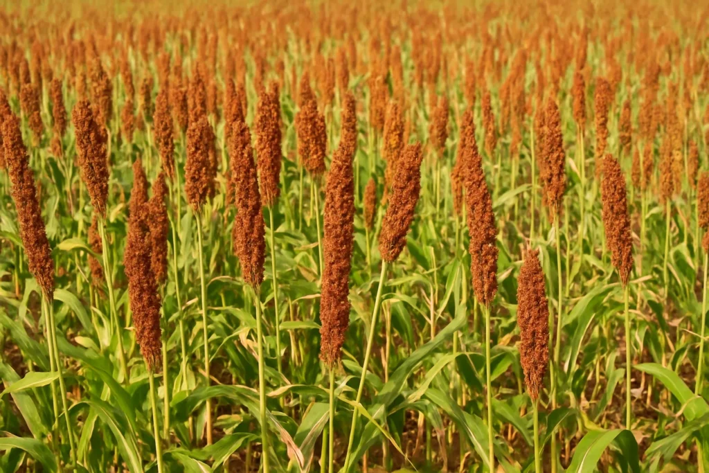 Where is Ragi Grown in India