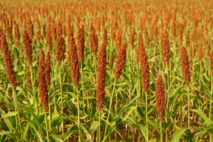 Where is Ragi Grown in India